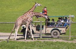 Safari West